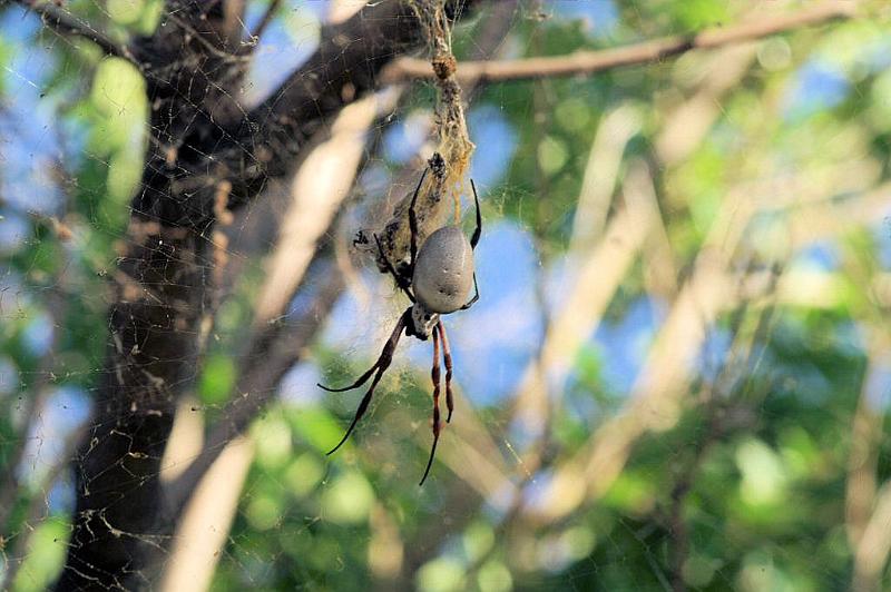 Nephila_edulis_D3590_Z_85_Nyang Station_Australie.jpg